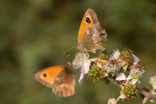 gatekeeper paired.jpg